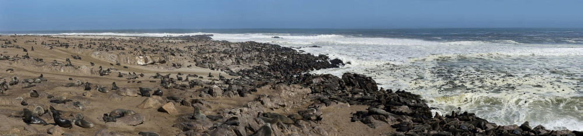 Cape fur seals (Arctocephalus pusillus) colony Cape Cross Namibia Canvas Art - Panoramic Images (27 x 9)