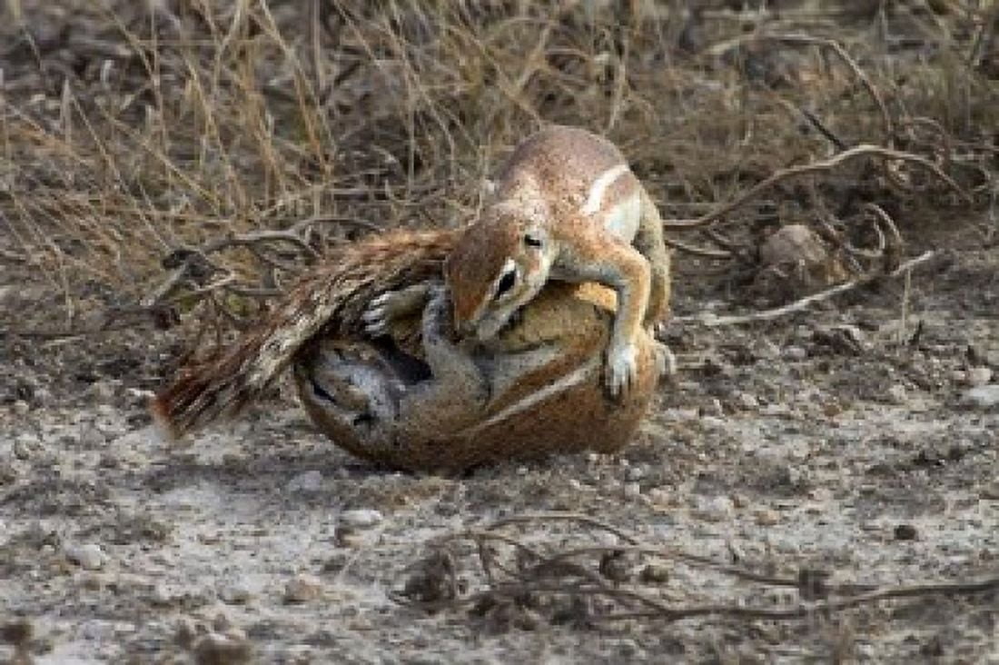 Cape ground squirrels fighting Etosha NP Namibia Africa Canvas Art - David Wall DanitaDelimont (35 x 24)