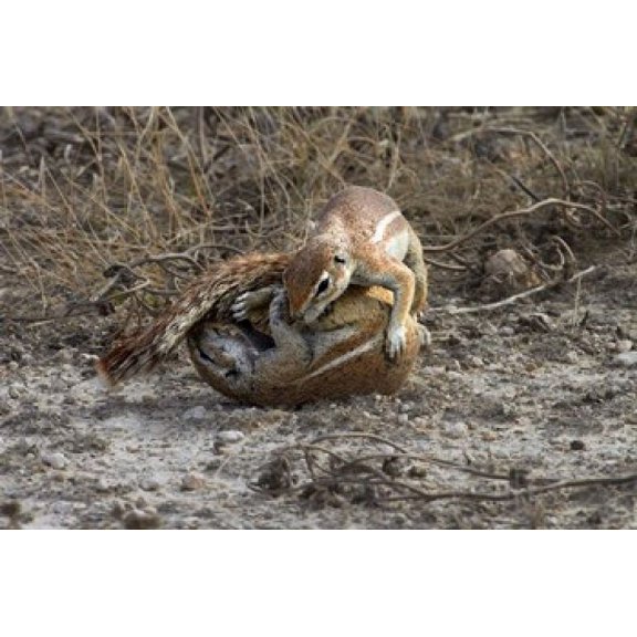 Cape ground squirrels fighting Etosha NP Namibia Africa Canvas Art - David Wall DanitaDelimont (35 x 24)