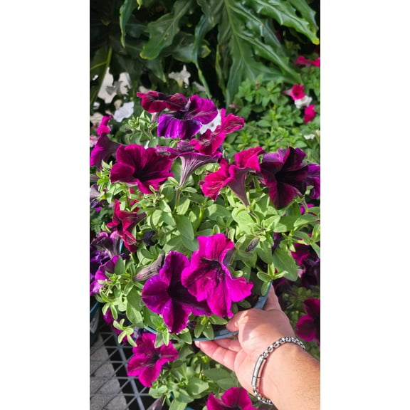 Capella Mulberry Petunia (Petunia 'Capella Mulberry in 6 inch Pot - Get similar