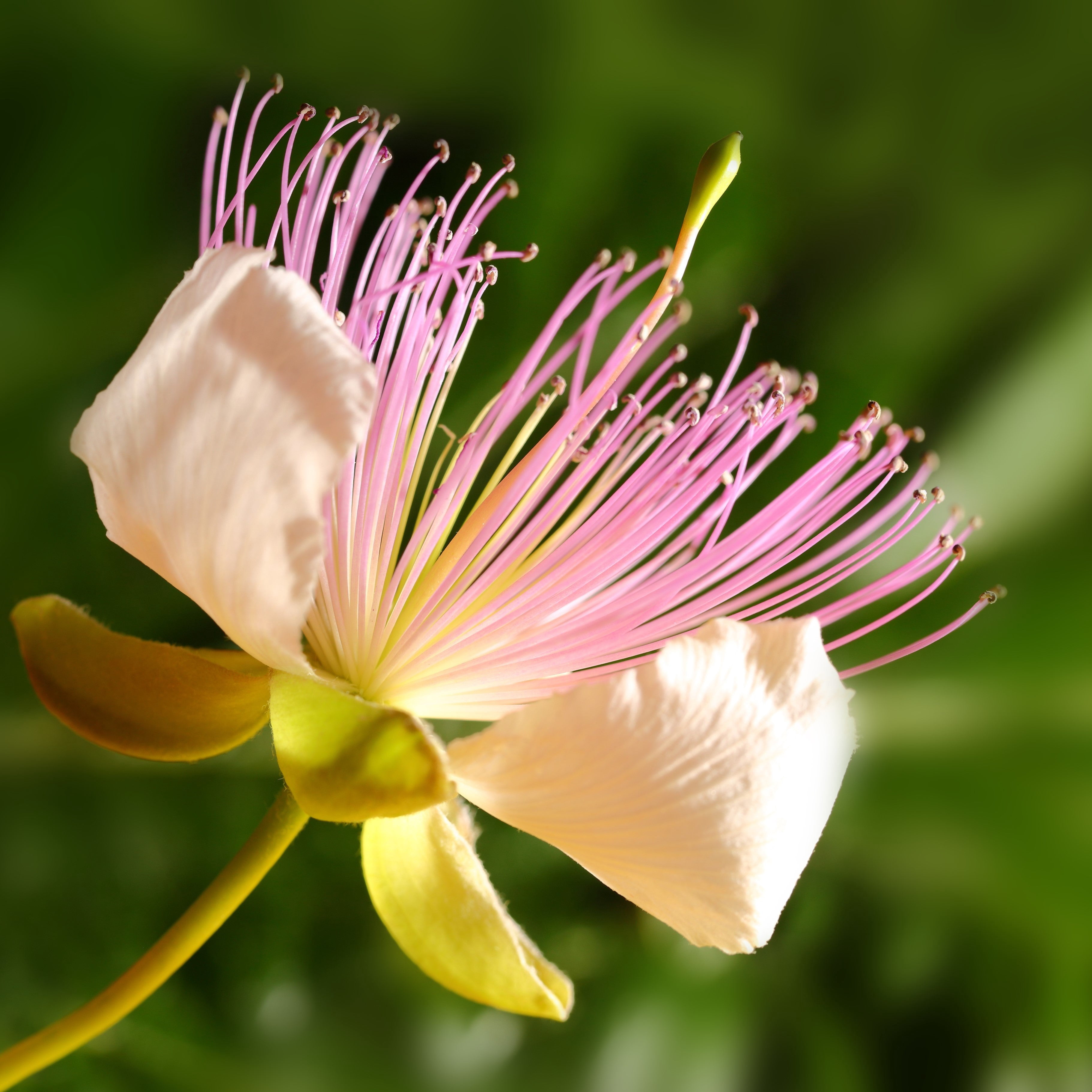 Caper Bush 1 Plant in Quart Pot - Summer White Blooms, Culinary Shrub ...
