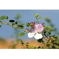 Caper Bush Plant 15 Seeds for Planting Capparis Spinosa Alcaparra C21 ...