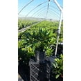 thumbnail image 1 of Capistrano Rhododendron, 1 of 8
