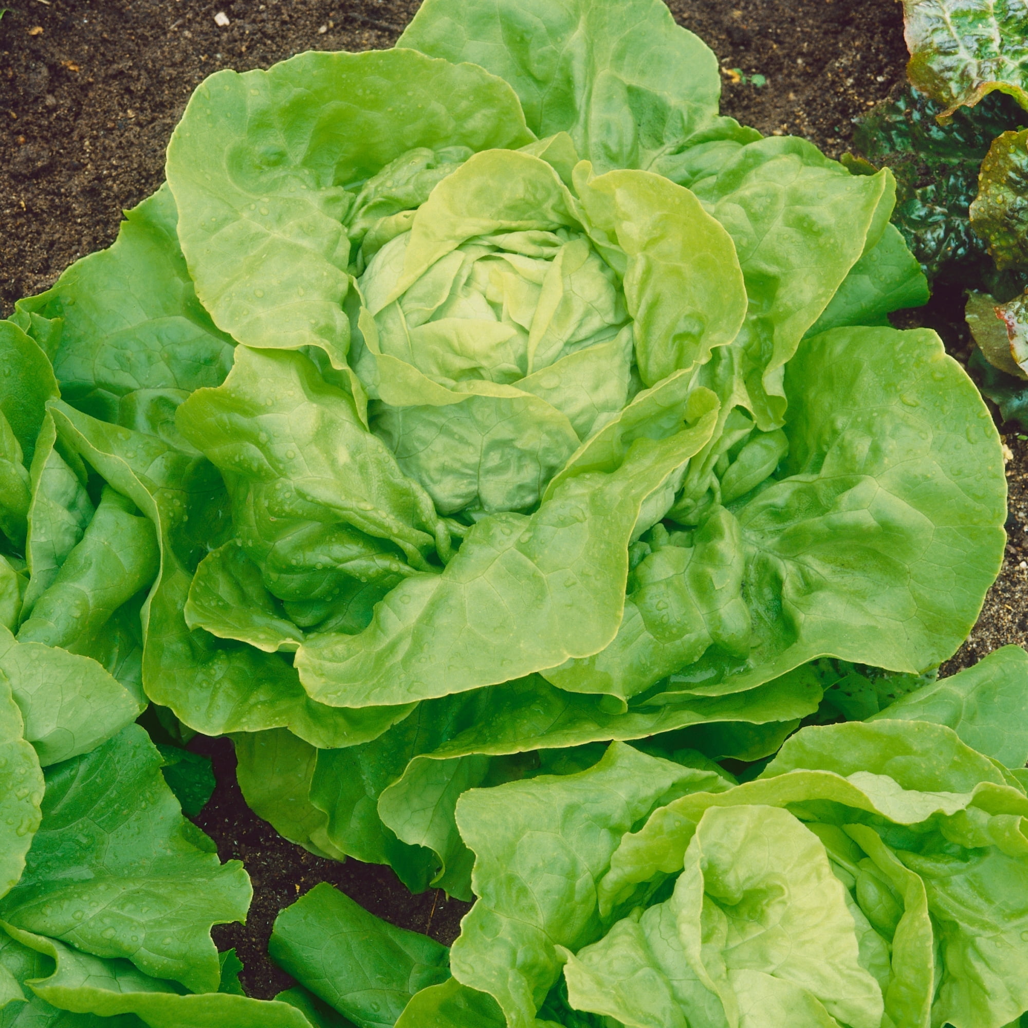 Capitaine Butterhead Lettuce Seeds - 4 Oz ~100000 Seeds - Non-GMO, Heirloom - Vegetable Garden - Lactuca sativa