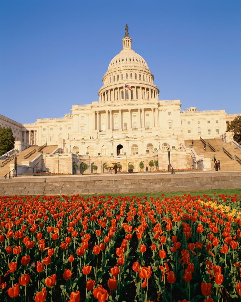 Capitol building with bed of tulips Canvas Art - Panoramic Images (22 x 28)