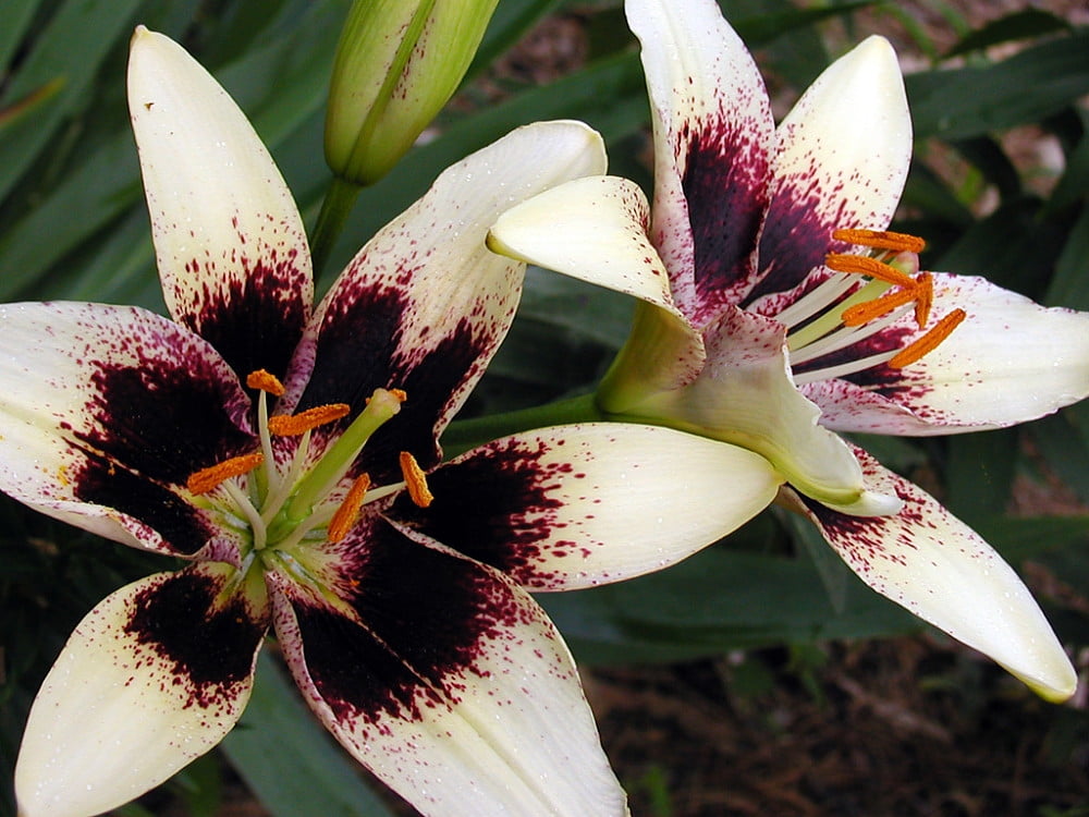 Cappuccino Asiatic Lily 3 Bulbs 14/16 cm - White/Purple/Black - Walmart.com