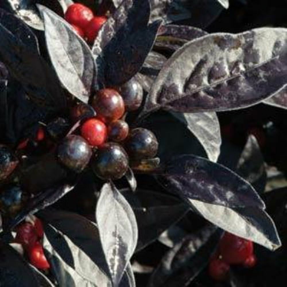 Capsicum Seeds Ornamental Pepper Black Pearl 30 Seeds