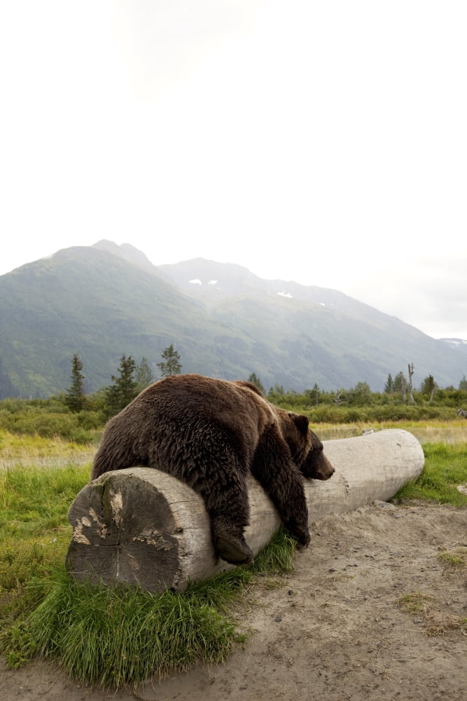 Captive Adult Brown Bear Rests On A Log At The Alaska Wildlife Conservation Center Southcentral Alaska Canvas Art - Doug Lindstrand Design Pics (11 x 17)