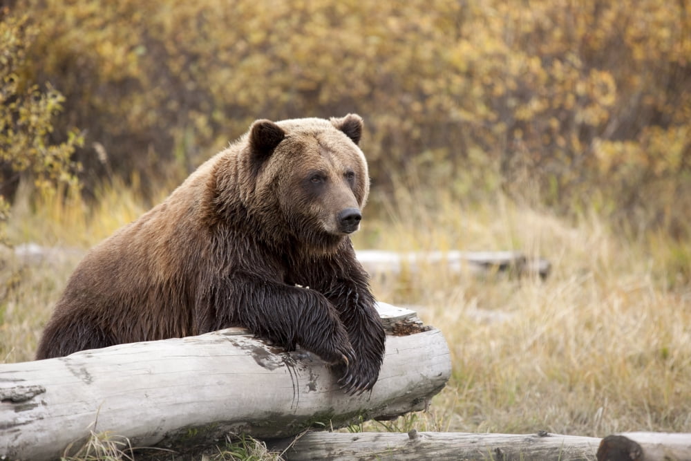 Captive Adult Brown Bear Rests On A Log At The Alaska Wildlife Conservation Center Southcentral Alaska Canvas Art - Doug Lindstrand Design Pics (34 x 22)