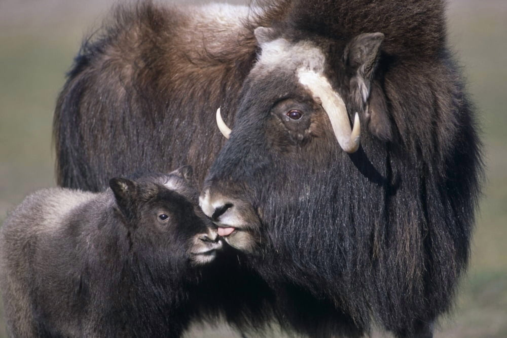 Captive Adult Female Musk Ox With Calf At The Alaska Wildlife Conservation Center During Summer In Southcentral Alaska Captive Canvas Art - Doug Lindstrand Design Pics (17 x 11)