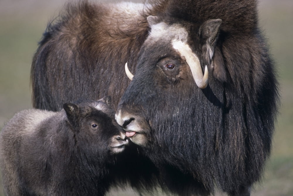 Captive Adult Female Musk Ox With Calf At The Alaska Wildlife Conservation Center During Summer In Southcentral Alaska Captive Canvas Art - Doug Lindstrand Design Pics (34 x 22)