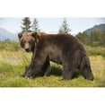 thumbnail image 1 of Captive Adult Grizzly Bear Stands In Profile And Looks Over Shoulder At The Alaska Wildlife Conservation Center Southce, 1 of 3