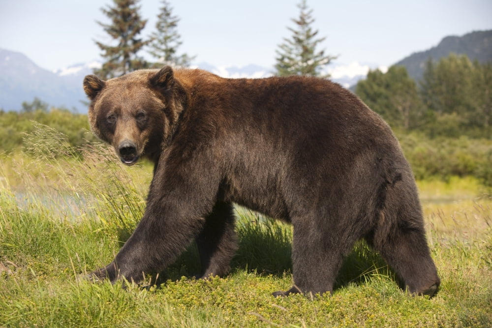 Captive Adult Grizzly Bear Stands In Profile And Looks Over Shoulder At The Alaska Wildlife Conservation Center Southcentral Alaska Canvas Art - Doug Lindstrand Design Pics (17 x 11)