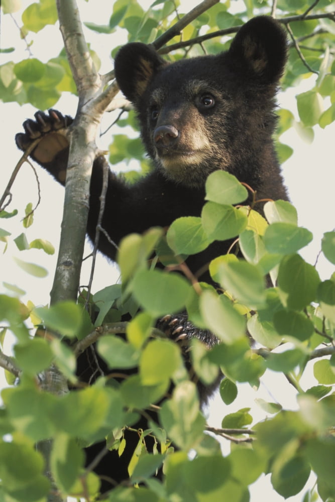 Captive Black Bear Cub Climbing Birch Tree Minnesota Canvas Art - Michael DeYoung Design Pics (24 x 38)