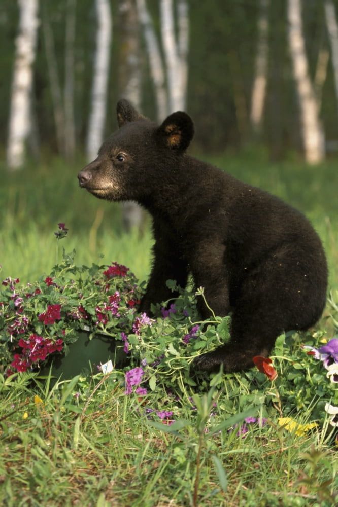 Captive Black Bear Cub Playing In Flowers Minnesota Canvas Art - Michael DeYoung Design Pics (12 x 19)