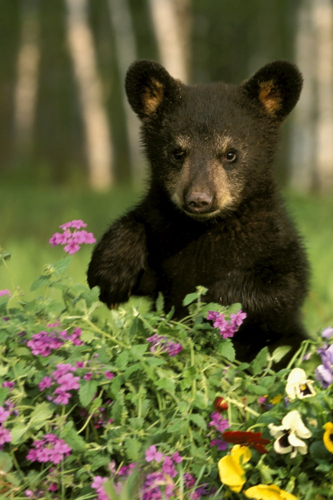 Captive Black Bear Cub Playing In Flowers Minnesota Canvas Art - Michael DeYoung Design Pics (22 x 34)