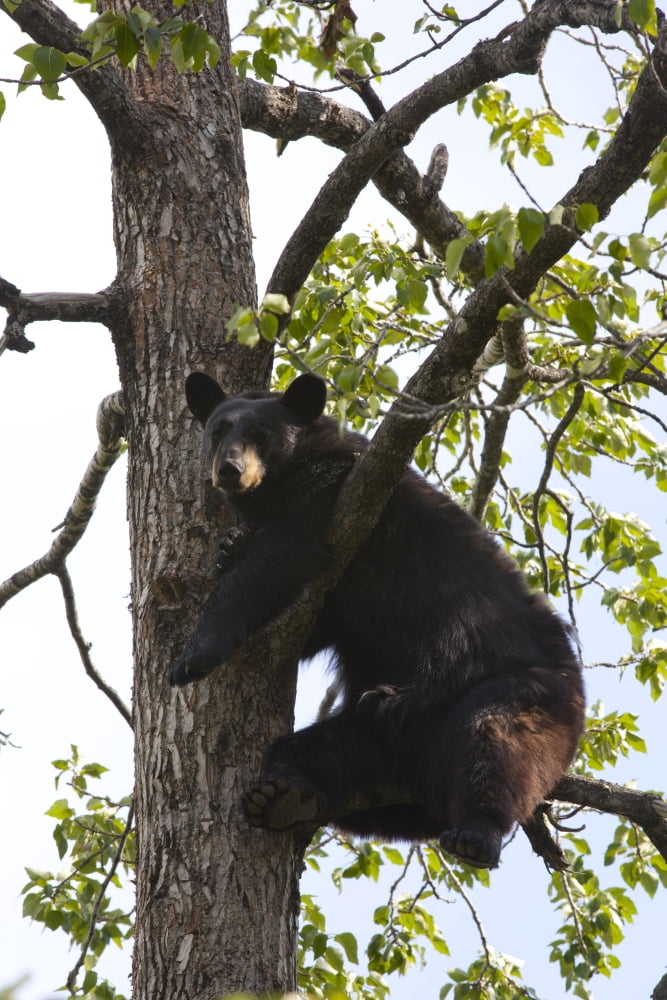 Captive Black Bear