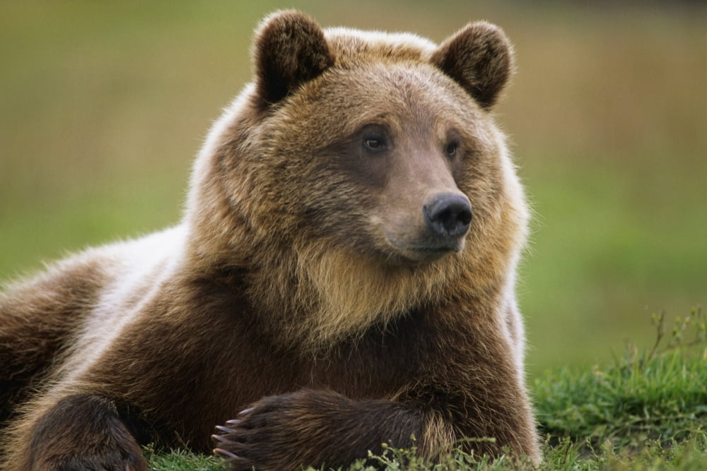 Captive Brown Bear Laying Down At Alaska Wildlife Conservation Center Summer In Southcentral Alaska Canvas Art - Doug Lindstrand Design Pics (34 x 22)