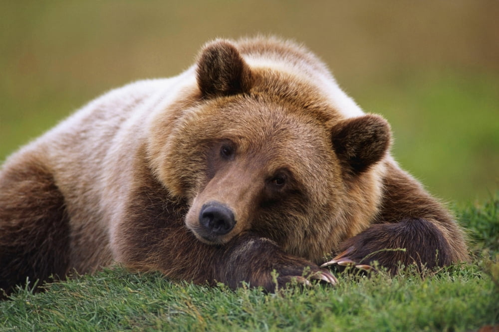 Captive Brown Bear Laying Down At Alaska Wildlife Conservation Center Summer In Southcentral Alaska Canvas Art - Doug Lindstrand Design Pics (34 x 22)