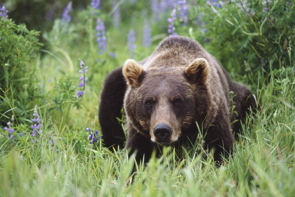Captive Brown Bear Laying Amongst Lupine Wildflowers At The Alaska Wildlife Conservation Center During Summer In Southcentral Alaska Captive Canvas Art - Doug Lindstrand Design Pics (17 x 11)