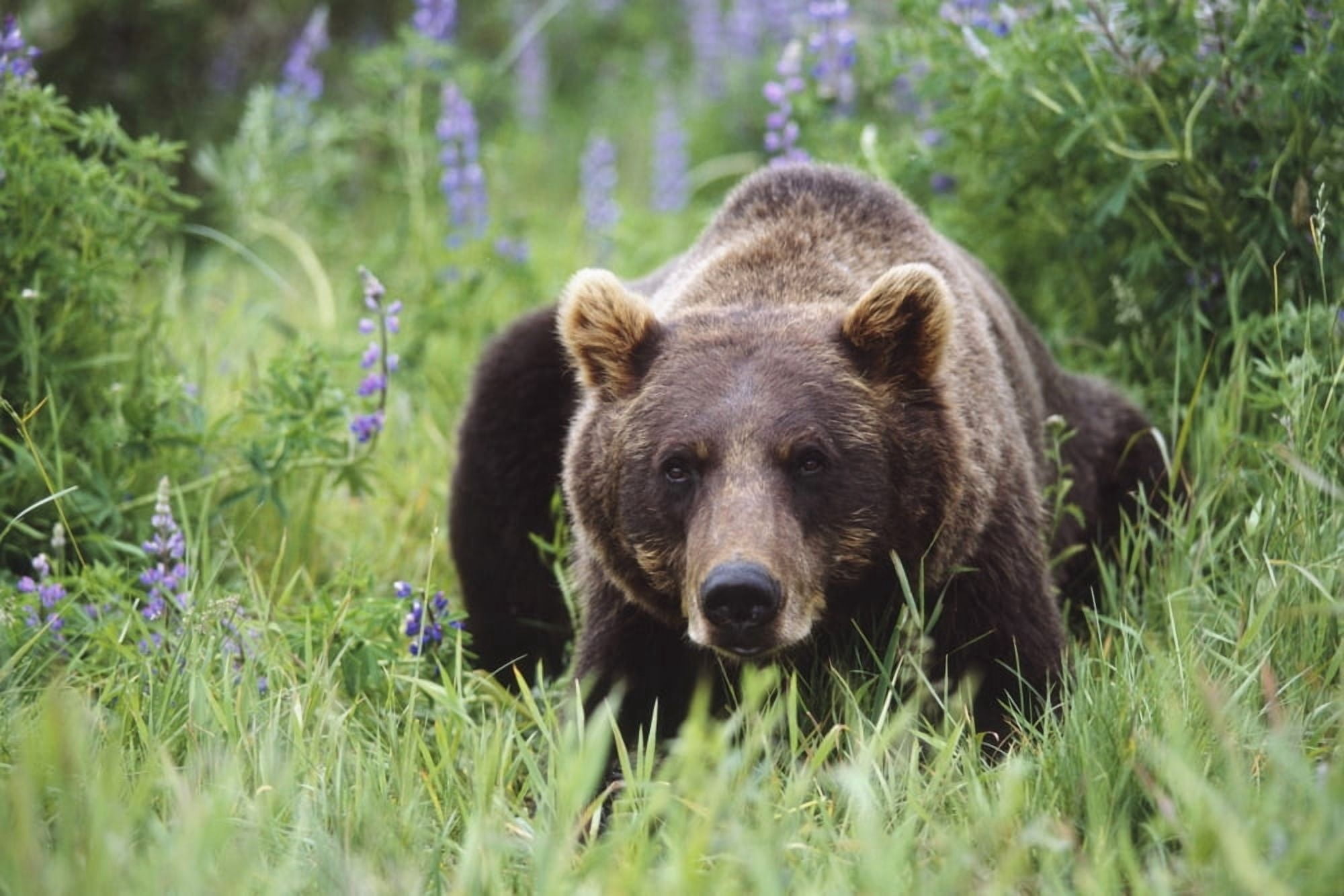 Captive Brown Bear Laying Amongst Lupine Wildflowers At The Alaska Wildlife Conservation Center During Summer In Southcentral Alaska Captive Canvas Art - Doug Lindstrand Design Pics (34 x 22)