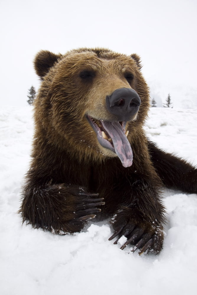 Captive Brown Bear Resting In Snow At The Alaska Wildlife Conservation Center Southcentral Alaska Winter Canvas Art - Doug Lindstrand Design Pics (22 x 34)