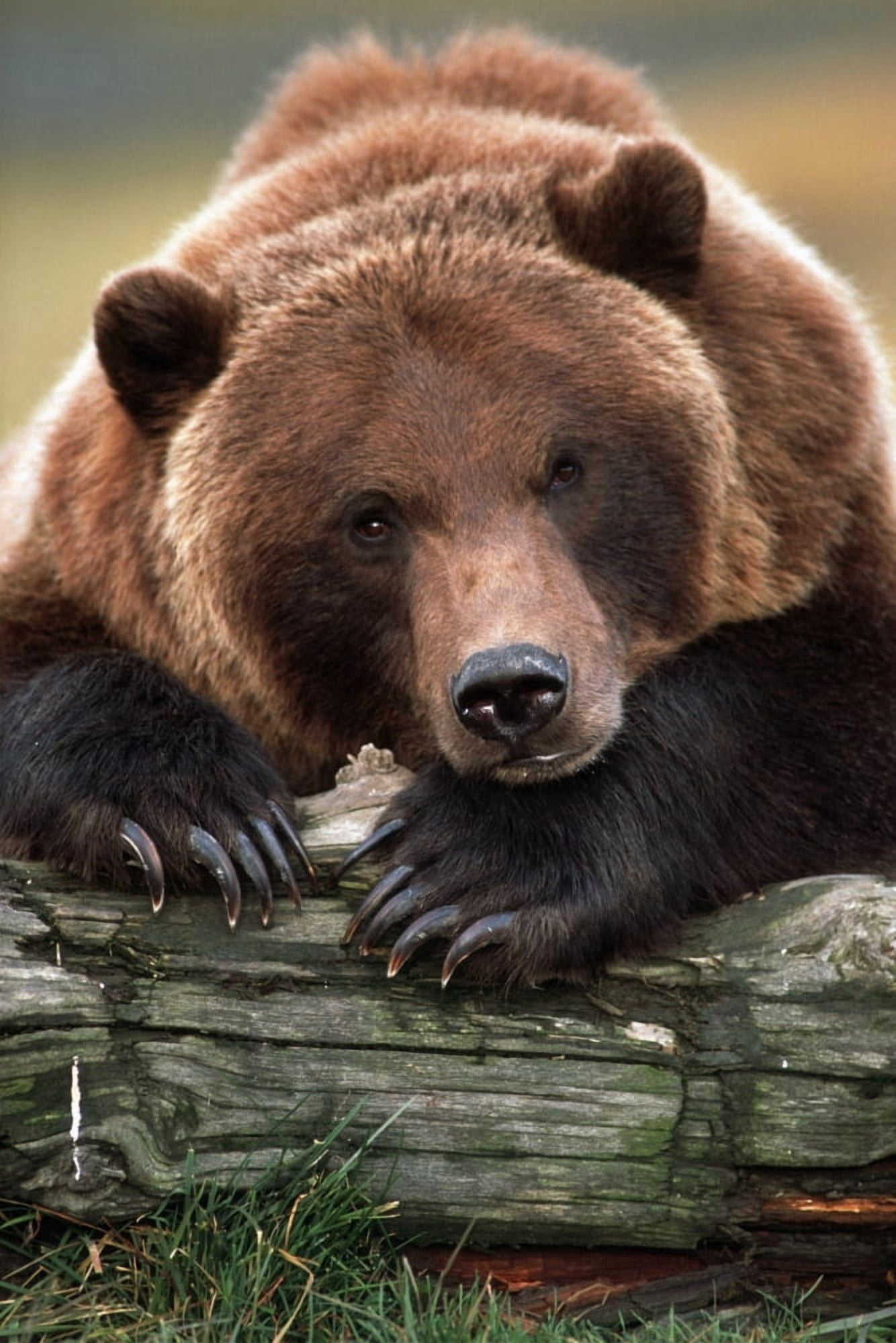 Captive Brown Bear Rests With It Front Legs Outstretched On A Log At The Alaska Wildlife Conservation Center Alaska Captive Canvas Art - Doug Lindstrand Design Pics (11 x 17)