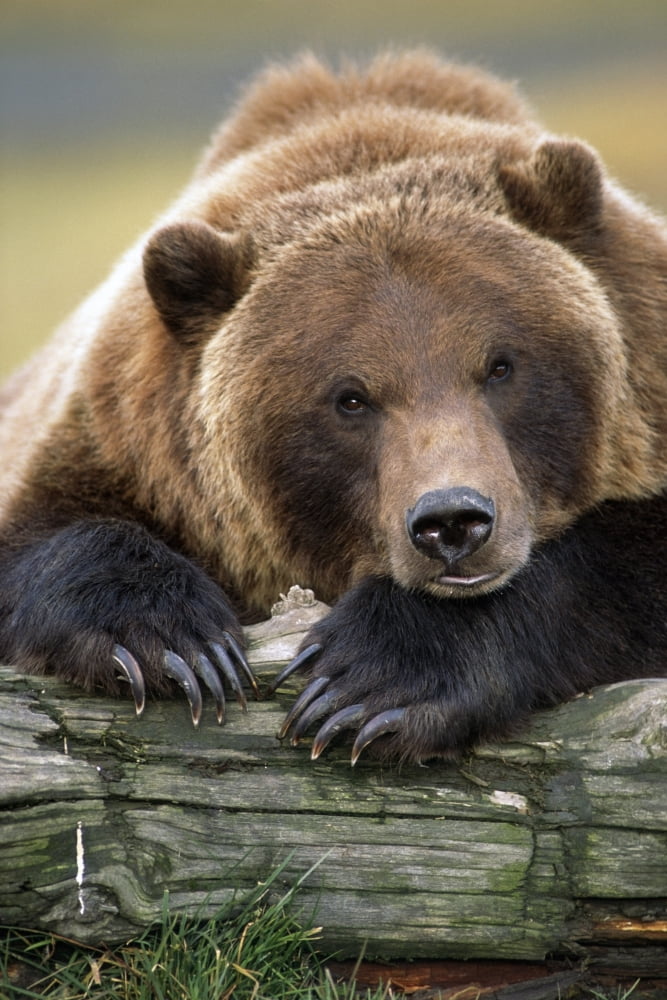 Captive Brown Bear Rests With It Front Legs Outstretched On A Log At The Alaska Wildlife Conservation Center Alaska Captive Canvas Art - Doug Lindstrand Design Pics (11 x 17)