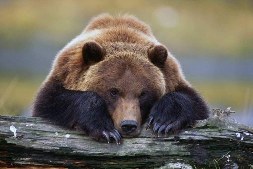 Captive Brown Bear Rests With It Front Legs Outstretched On A Log At The Alaska Wildlife Conservation Center Alaska Captive Canvas Art - Doug Lindstrand Design Pics (17 x 11)