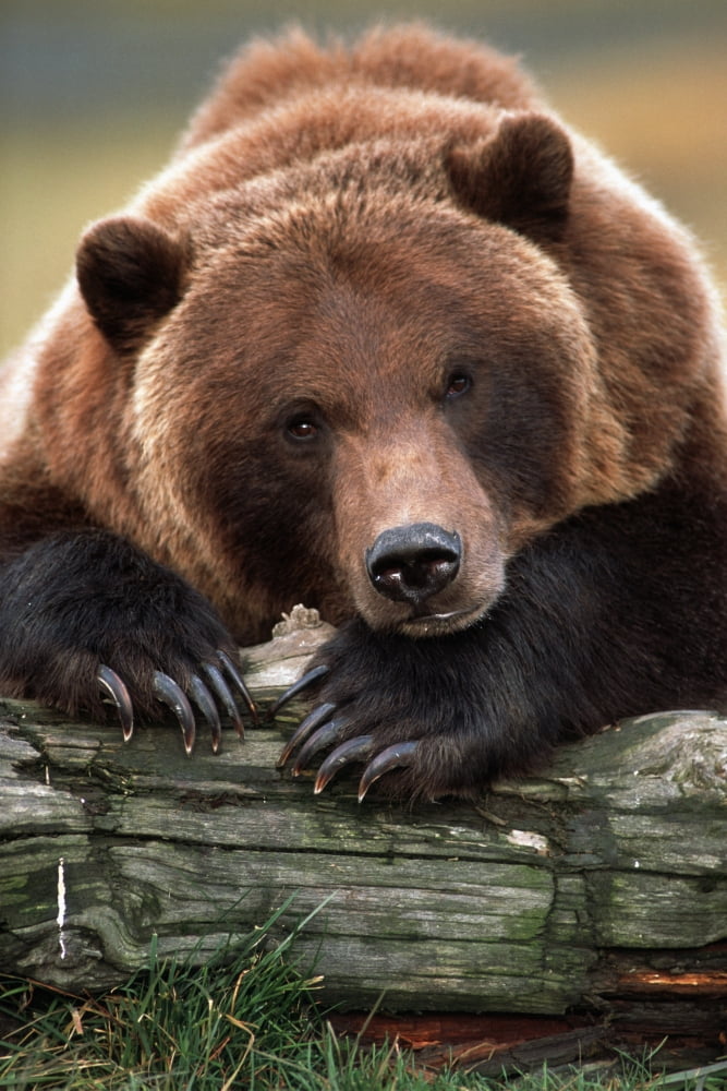 Captive Brown Bear Rests With It Front Legs Outstretched On A Log At The Alaska Wildlife Conservation Center Alaska Captive Canvas Art - Doug Lindstrand Design Pics (22 x 34)