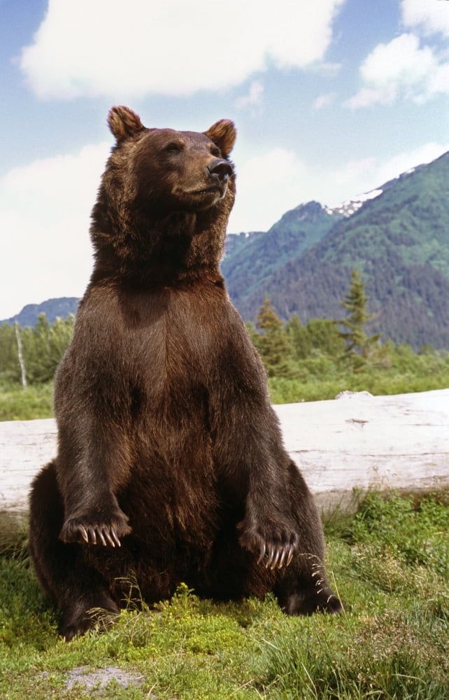 Captive Brown Bear Sits On Its Rump At The Alaska Wildlife Conservation Center Alaska Captive Canvas Art - Doug Lindstrand Design Pics (11 x 17)