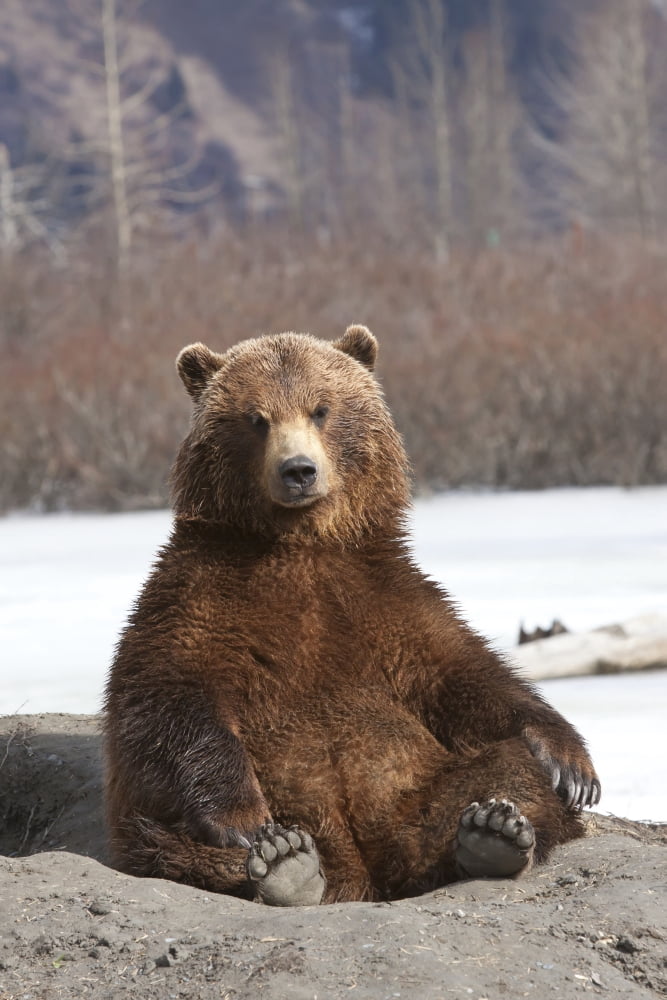 Captive Brown Bear Sits On Its Rump At Alaska Wildlife Conservation Center Southcentral Alaska Spring Canvas Art - Doug Lindstrand Design Pics (22 x 34)