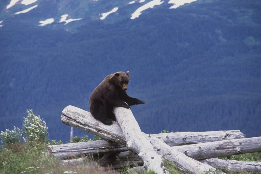 Captive Brown Bear Sits On Top Of A Pile Of Dead Trees At The Alaska Wildlife Conservation Center Alaska Captive Canvas Art - Doug Lindstrand Design Pics (17 x 11)