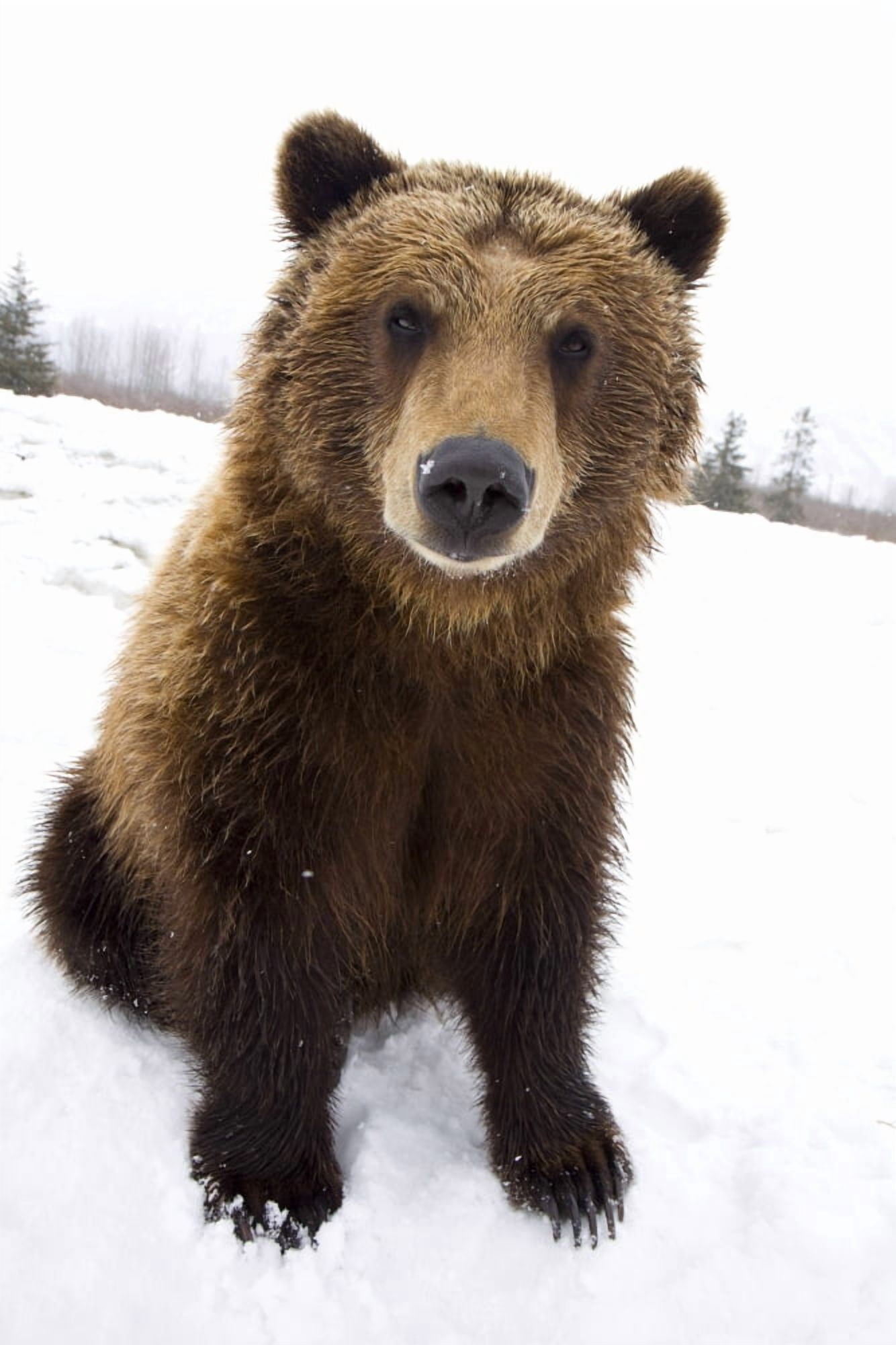 Captive Brown Bear Sitting In Snow At The Alaska Wildlife Conservation Center Southcentral Alaska Canvas Art - Doug Lindstrand Design Pics (11 x 17)