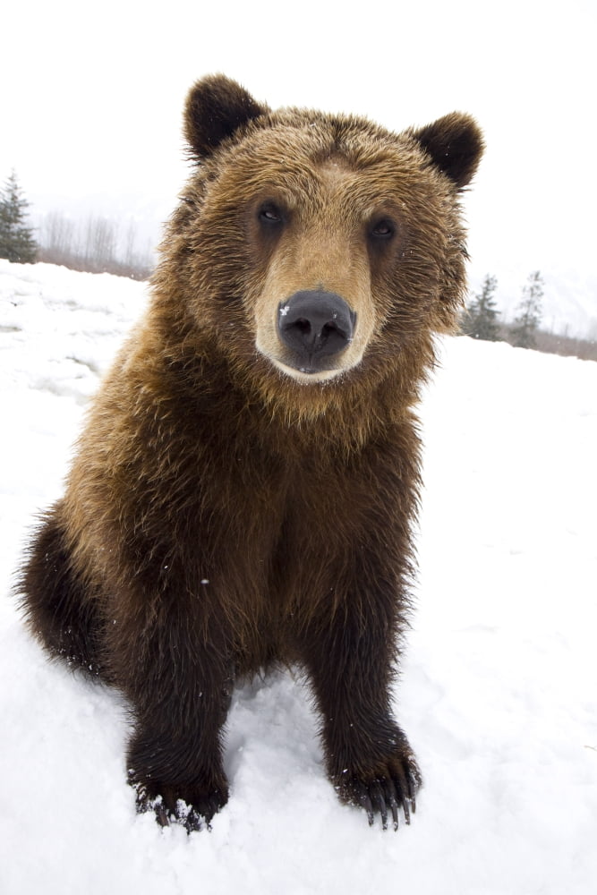 Captive Brown Bear Sitting In Snow At The Alaska Wildlife Conservation Center Southcentral Alaska Canvas Art - Doug Lindstrand Design Pics (22 x 34)