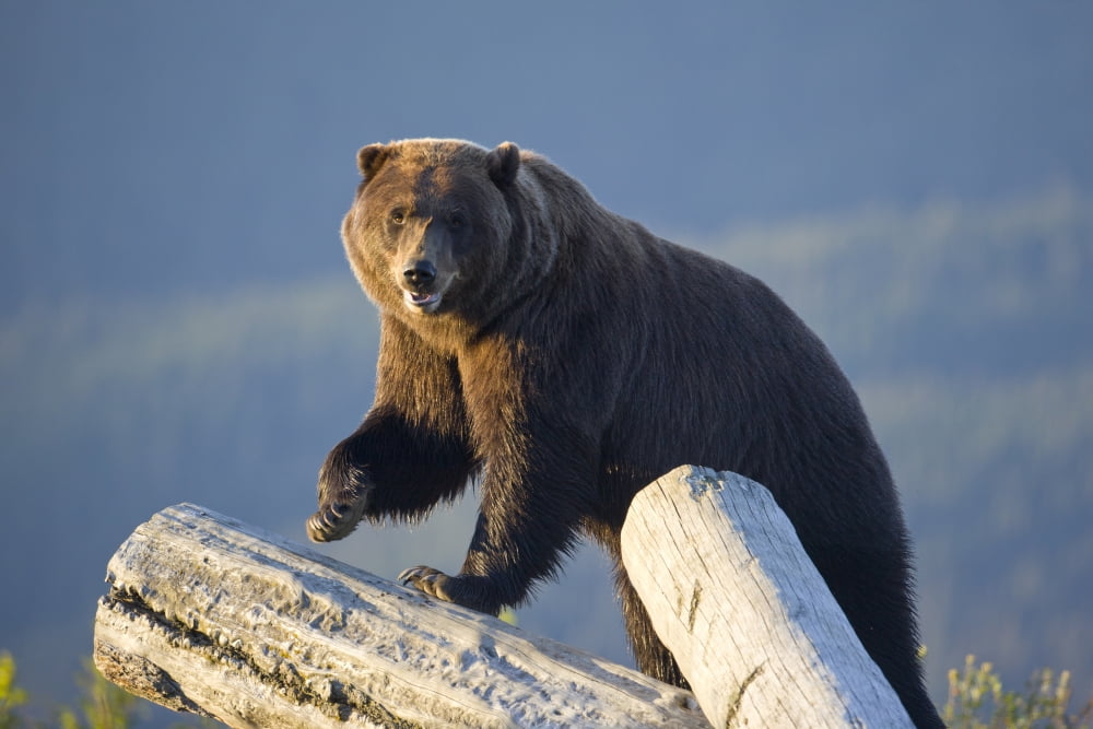 A Captive Brown Bear Stands On A Log Pile In Late Afternoon At Alaska Wildlife Conservation Center Southcentral Alaska Summer Captive Canvas Art - Doug Lindstrand Design Pics (34 x 22)