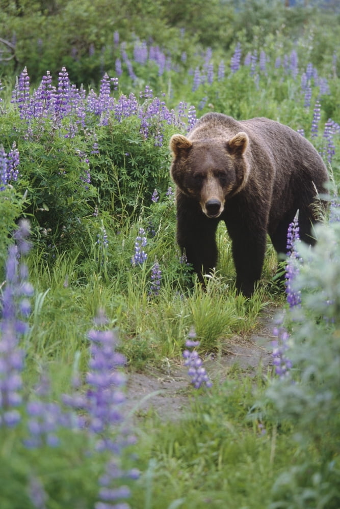 Captive Brown Bear Walking Amongst Lupine Wildflowers At The Alaska Wildlife Conservation Center During Summer In Southcentral Alaska Captive Canvas Art - Doug Lindstrand Design Pics (11 x 17)