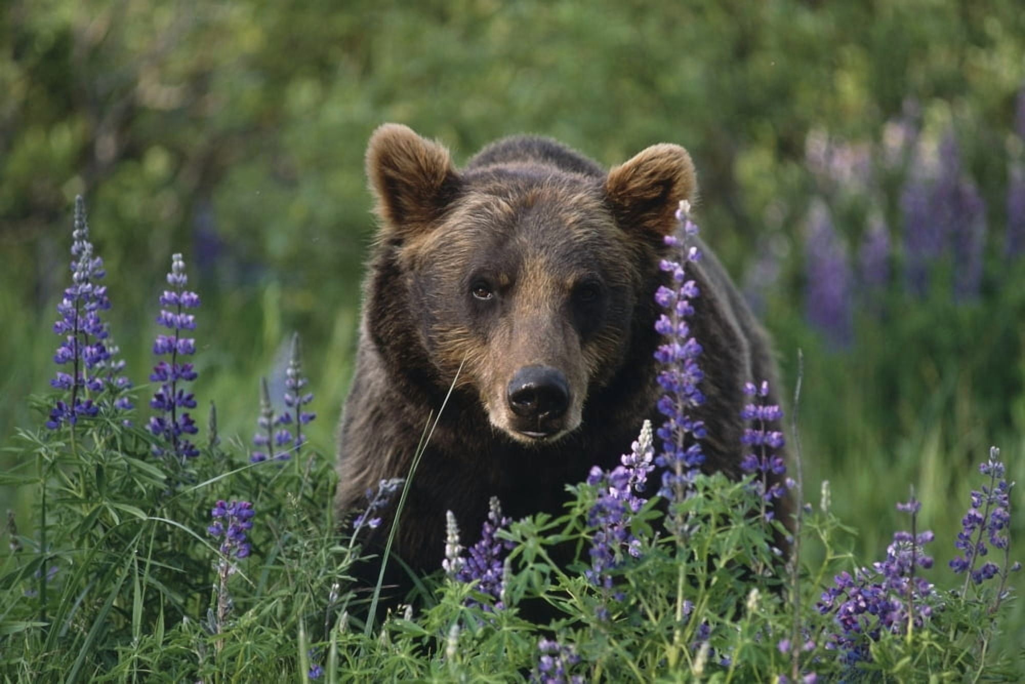 Captive Brown Bear Walking Amongst Lupine Wildflowers At The Alaska Wildlife Conservation Center During Summer In Southcentral Alaska Captive Canvas Art - Doug Lindstrand Design Pics (34 x 22)