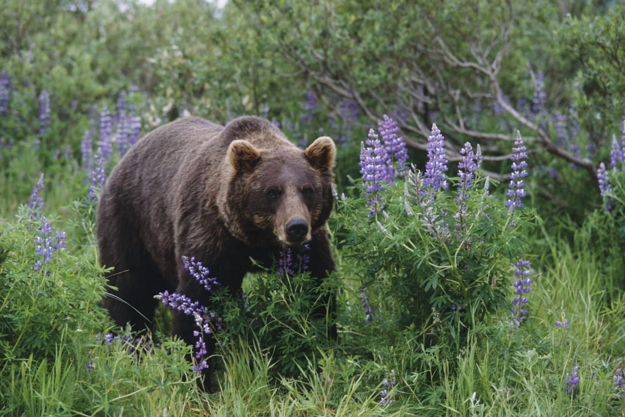 Captive Brown Bear Walking Amongst Lupine Wildflowers At The Alaska Wildlife Conservation Center During Summer In Southcentral Alaska Captive Canvas Art - Doug Lindstrand Design Pics (34 x 22)