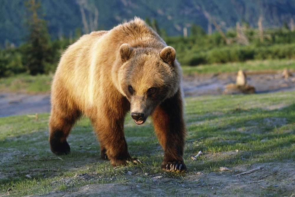 Captive Brown Bear Walking Within Alaska Wildlife Conservation Center Summer Southcentral Alaska Canvas Art - Doug Lindstrand Design Pics (34 x 22)
