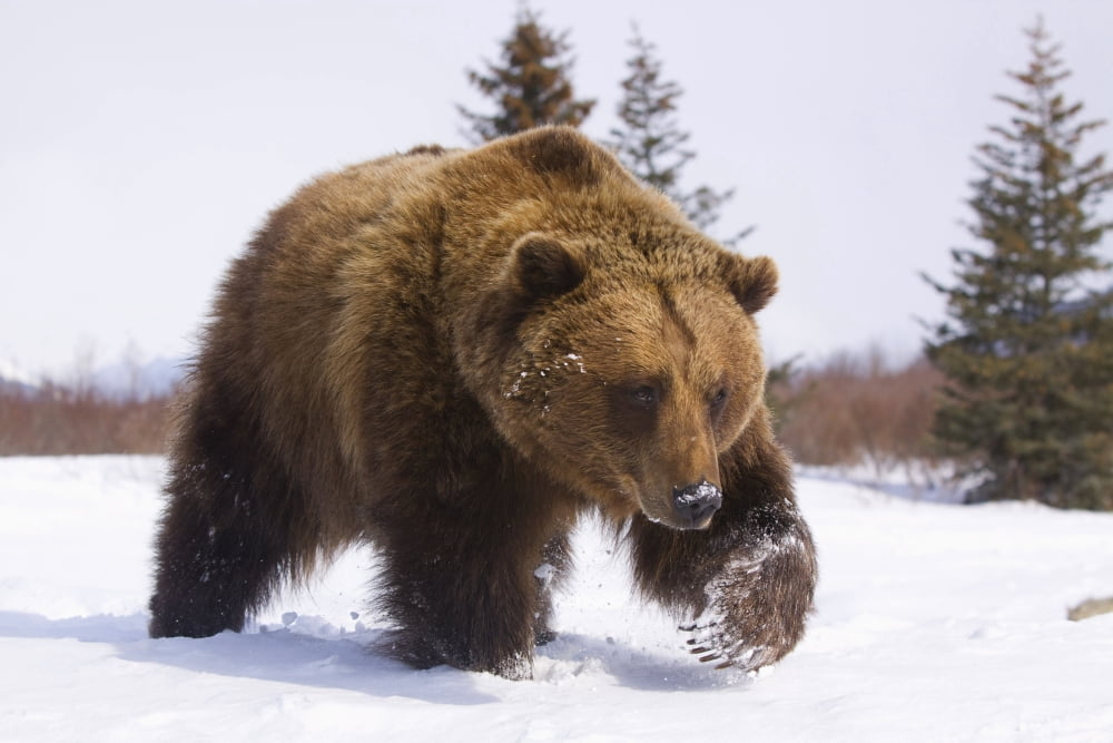 Captive Brown Bear Walks In Snow During Winter At The Alaska Wildlife Conservation Center Southcentral Alaska Canvas Art - Doug Lindstrand Design Pics (17 x 11)