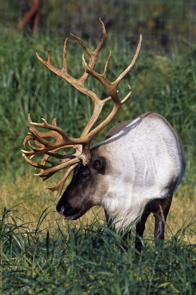 Captive Bull Caribou Standing In The Fall Grass At The Alaska Wildlife Conservation Center In Southcentral Alaska Canvas Art - Doug Lindstrand Design Pics (11 x 17)