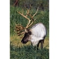 thumbnail image 1 of Captive Bull Caribou Standing In The Fall Grass At The Alaska Wildlife, 1 of 3