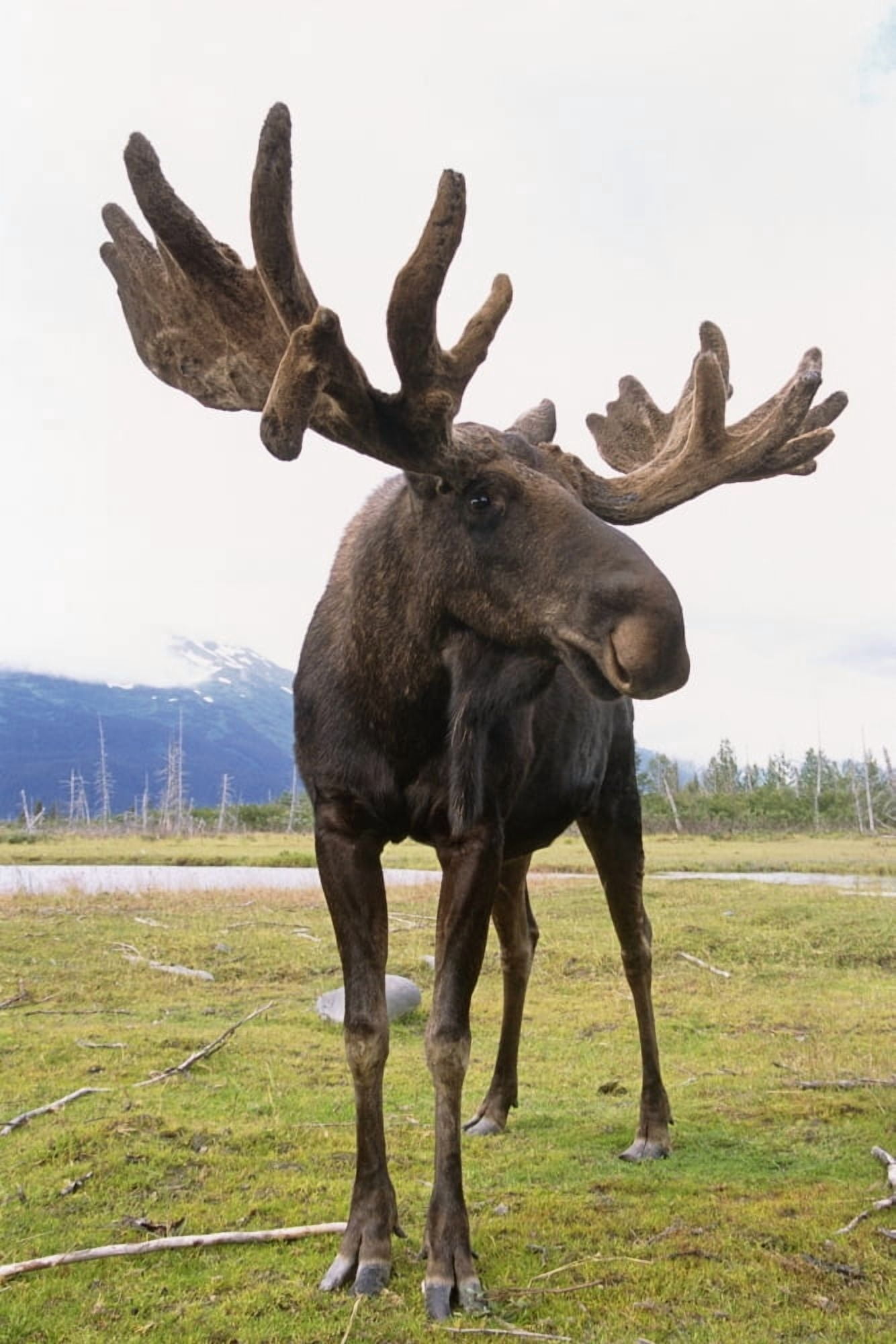 Captive Bull Moose At The Alaska Wildlife Conservation Center In Southcentral Alaska Canvas Art - Doug Lindstrand Design Pics (11 x 17)