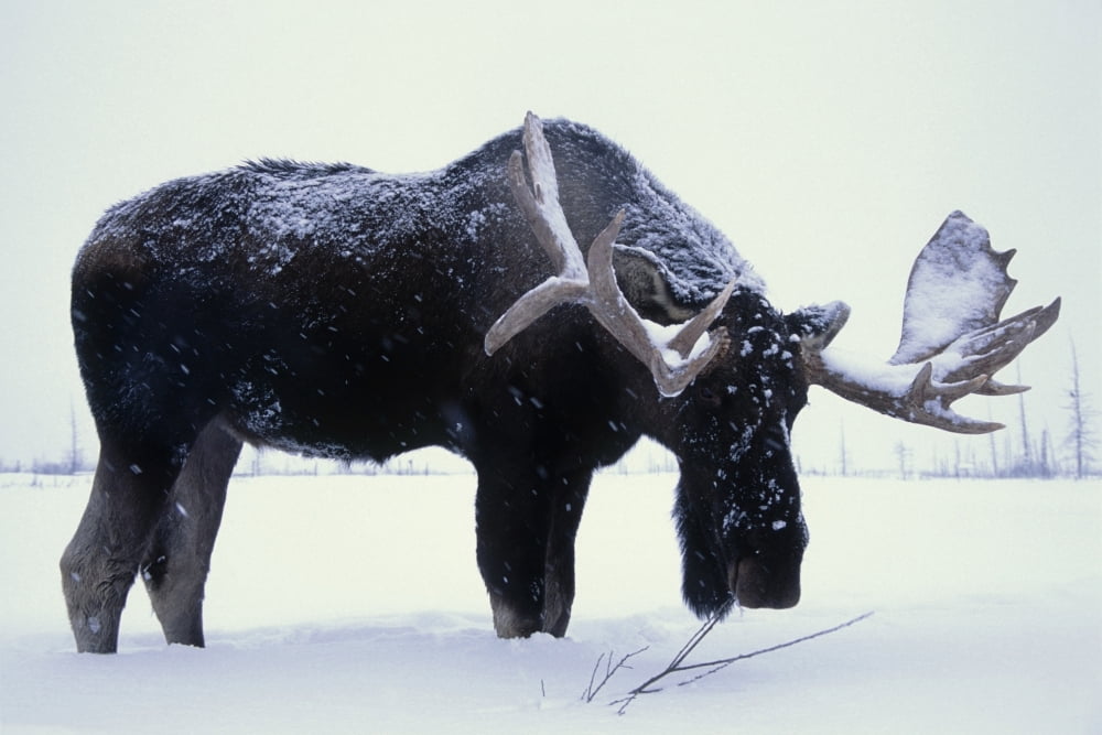 Captive Bull Moose Foraging For Food In The Snow At The Alaska Wildlife Conservation Center Near Portage Winter In Southcentral Alaska Canvas Art - Doug Lindstrand Design Pics (34 x 22)