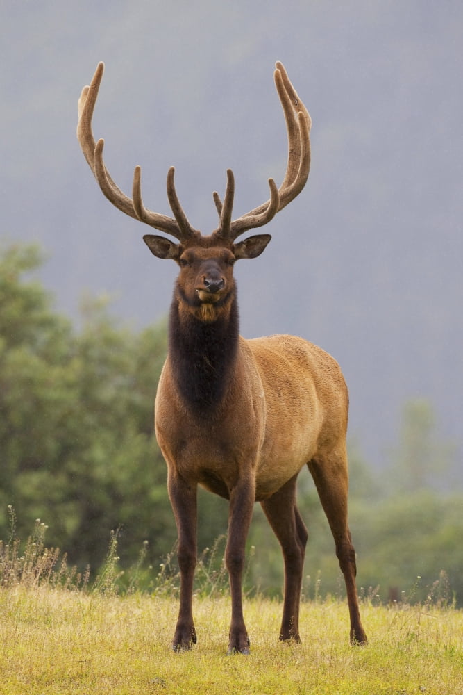 Captive Bull Roosevelt Elk With Antlers In Velvet Stands Alert At The Alaska Wildlife Conservation Center Alaska Canvas Art - Doug Lindstrand Design Pics (24 x 38)