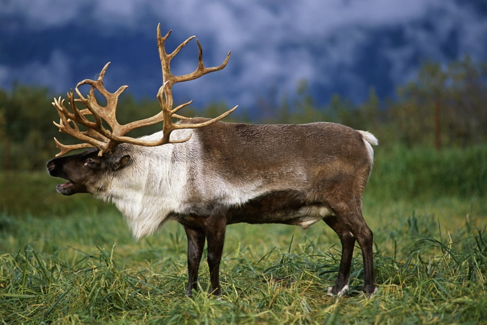 Captive Caribou At Alaska Wildlife Conservation Center Southcentral Alaska Summer Canvas Art - Doug Lindstrand Design Pics (17 x 11)