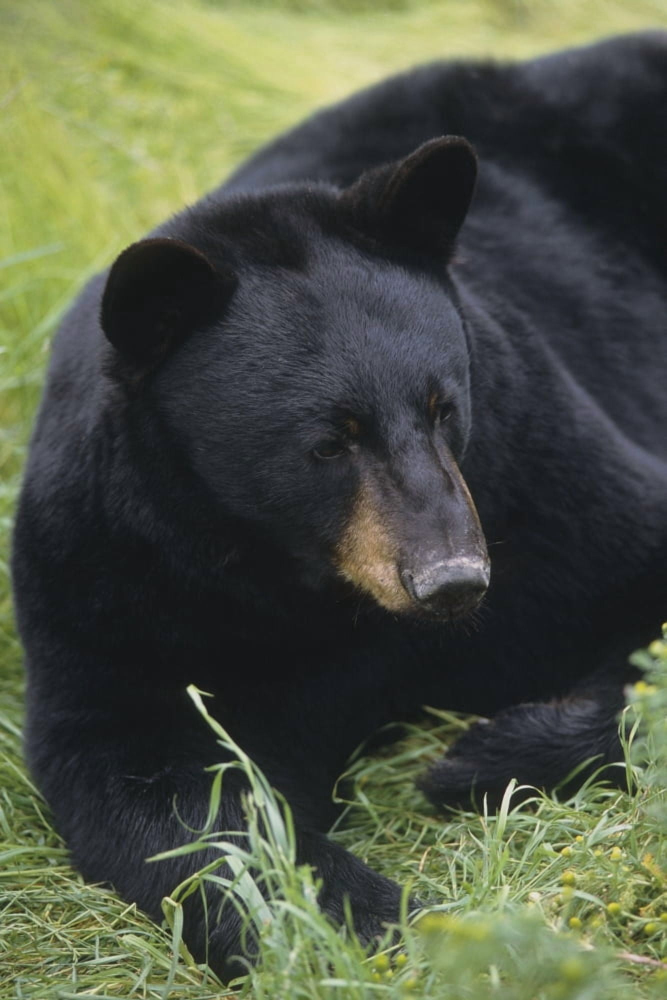 Captive Close Up Of A Black Bear Laying In The Grass At The Alaska Wildlife Conservation Center During Summer In Central Alaska Captive Canvas Art - Doug Lindstrand Design Pics (12 x 19)