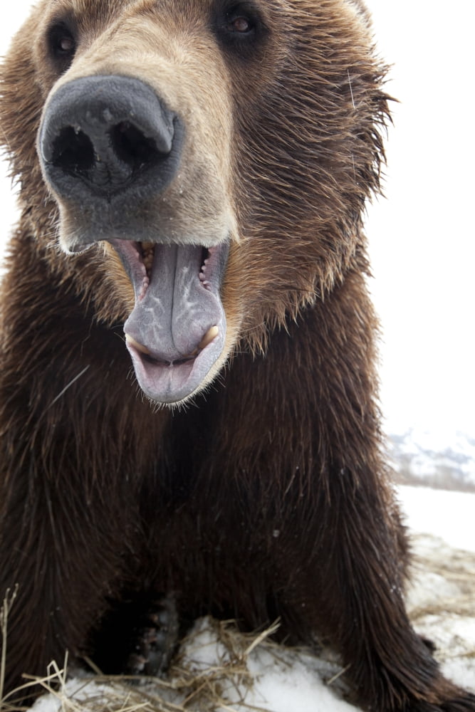Captive Close Up Of A Brown Bear With Mouth Open Alaska Wildlife Conservation Center Southcentral Alaska Spring Canvas Art - Doug Lindstrand Design Pics (11 x 17)