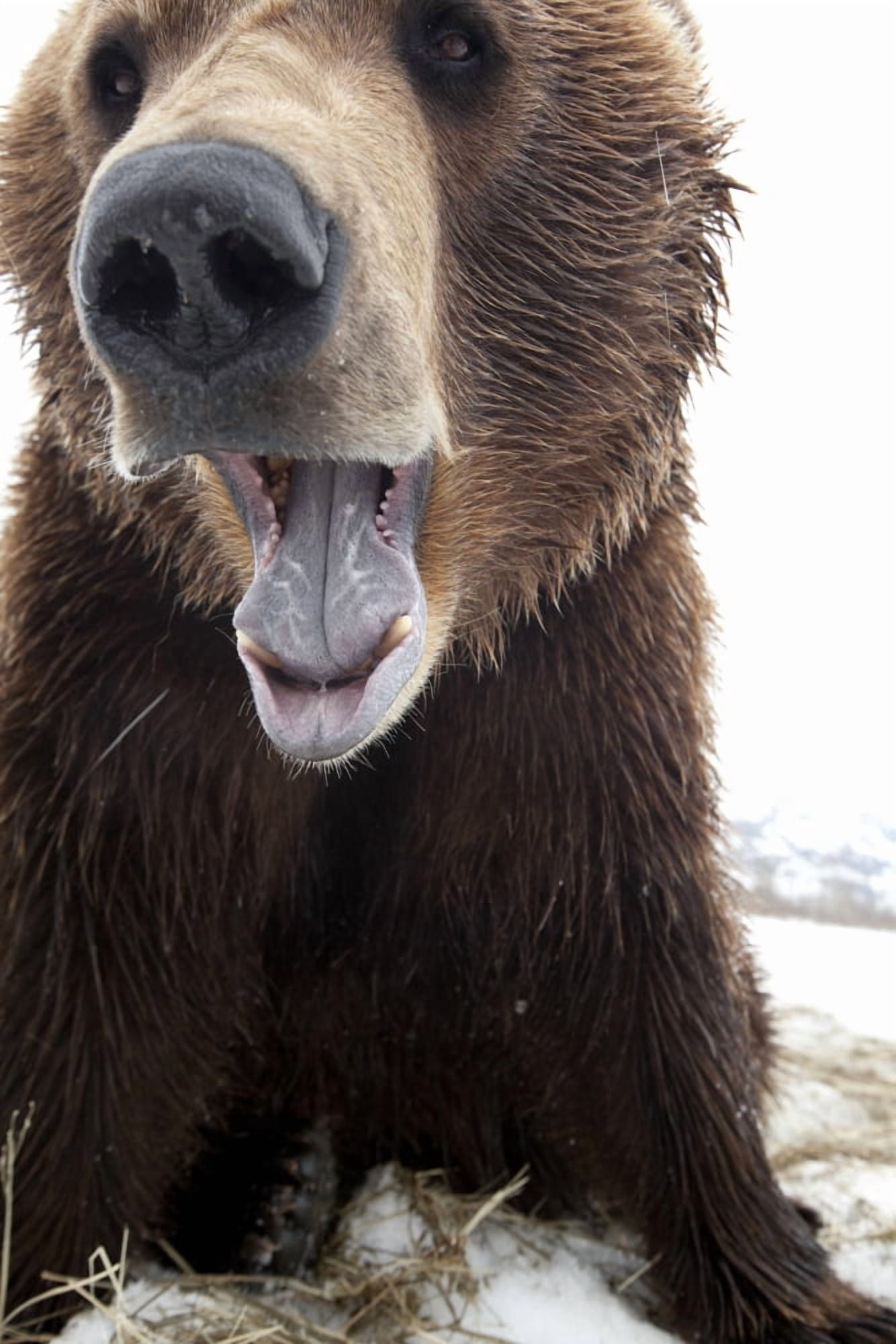 Captive Close Up Of A Brown Bear With Mouth Open Alaska Wildlife Conservation Center Southcentral Alaska Spring Canvas Art - Doug Lindstrand Design Pics (22 x 34)